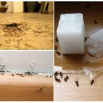 Ants in the apartment