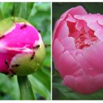 Ants on peonies