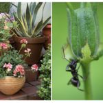 Ants in a flower pot