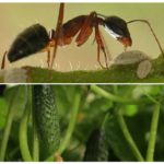 Ants on cucumbers