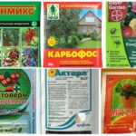 Effective toxic chemicals from aphids