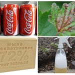 Coca-Cola Aphid Application