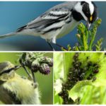 Birds eat aphids