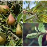 Aphids on pear