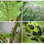 Aphid in the garden