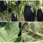 Aphids on eggplant