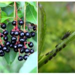 Aphid on bird cherry