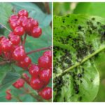 Aphid on viburnum