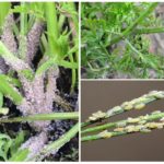 Aphids on carrots