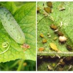 Aphids on cucumbers