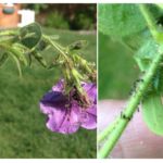 Aphids on petunias