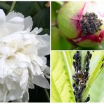 Aphids on peonies