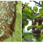 Aphids on plum