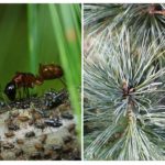 Aphids on the Christmas tree and pine