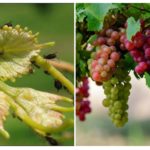 Aphids on grapes