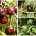 Aphids on cherry