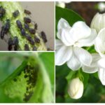 Aphids on jasmine