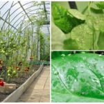 Aphid in the greenhouse