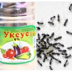 Ant vinegar