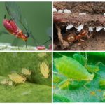 Types of aphids