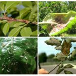 Harm caused by aphids