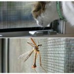 Mosquitera contra gats