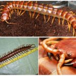 ยักษ์ scolopendra