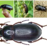 Grain ground beetle