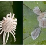 Mealybug