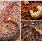 Scolopendra възпроизвеждане