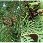 Shchitovka coniferous trees