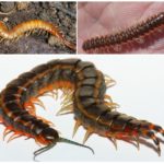 scolopendra