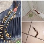 Scolopendra v domě