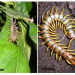 Hundertfüßer und Scolopendra