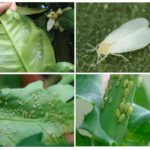 Whiteflies และเพลี้ยใน houseplants