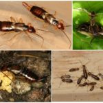 Earwig reproduction