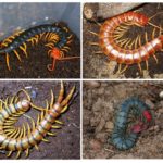 Видовете Scolopendra