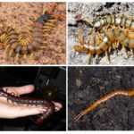 Scolopendra Variety