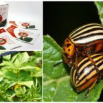 Apaches from the Colorado potato beetle