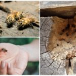 Bienen in einem Holzhaus