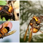 Asian giant hornet killer