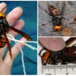 Giant japanese hornet