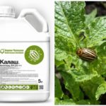 Means Kalash from the Colorado potato beetle