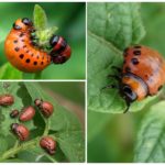 Larva della dorifora della patata del Colorado