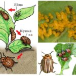 El cicle de vida de l'escarabat de la patata de Colorado