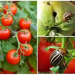 Kartoffelkäfer auf Tomaten