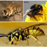 Biene, Hummel und Wespe