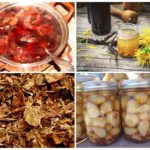 Infusionen und Abkochungen vom Kartoffelkäfer