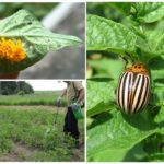 Spraying Potatoes from the Colorado potato beetle