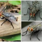 Menschliche Haut Gadfly